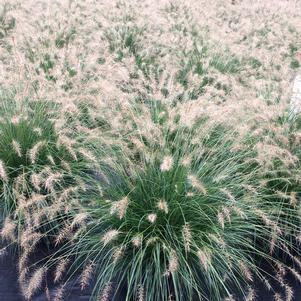 Pennisetum alopecuroides 'Piglet'