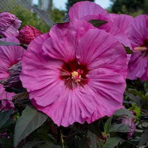 Hibiscus Summerific&reg; 'Berry Awesome'