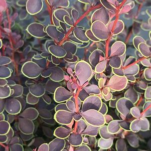 Berberis thunbergii Sunjoy Mini Maroon®