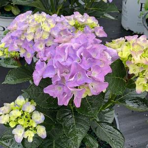 Hydrangea macrophylla Cityline® Venice