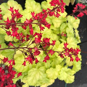 Heuchera Dolce® 'Appletini'