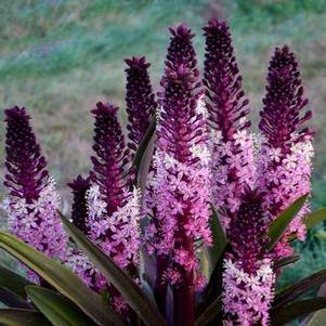 Eucomis 'Safari Adventure'