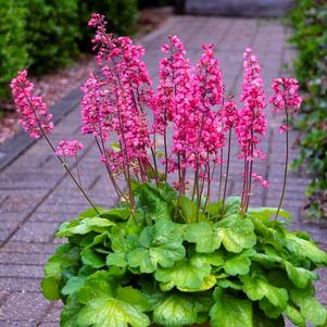 Heuchera 'Timeless Glow'