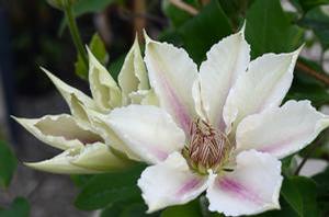 Clematis Corinne™