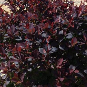 Berberis thunbergii Sunjoy Todo®