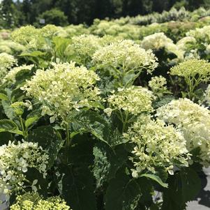 Hydrangea arborescens Proven Winners® Color Choice®Invincibelle Limetta®