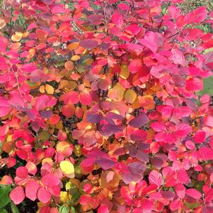 Fothergilla x intermedia Proven Winners® Color Choice® Legend of the Fall®