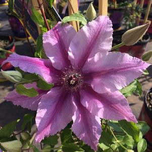 Clematis Cherokee™