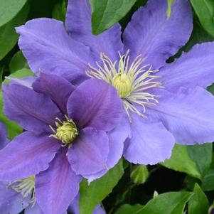 Clematis Chevalier ™ 