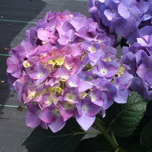 Hydrangea macrophylla Let's Dance® Blue Jangles®