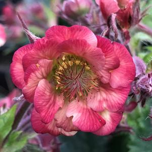 Geum Tempo™ Rose