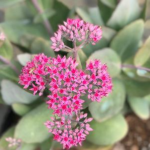 Sedum 'Thunderhead'