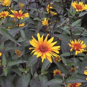 Heliopsis helianthoides var. scabra 'Burning Hearts'