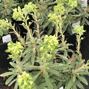 Euphorbia 'Galaxy Glow'