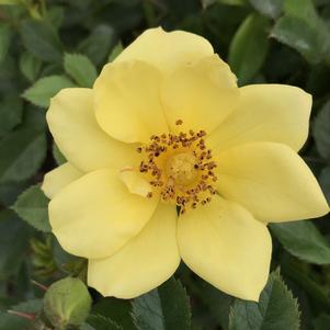 Rose Oso Easy® Lemon Zest PP26914