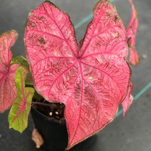 Caladium Fannie Munson