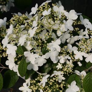 Viburnum plicatum var. tomentosum Wabi-Sabi® PP29553