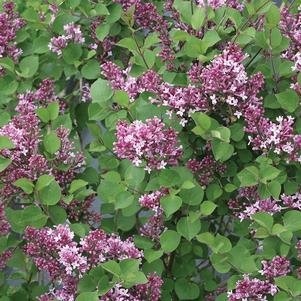 Syringa x Bloomerang® Dwarf Purple