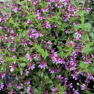 Cuphea Fairy Dust® Pink