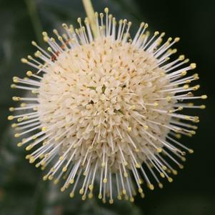 Cephalanthus occidentalis Sugar Shack®