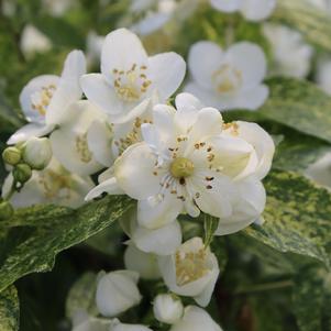 Philadelphus coronarius Illuminati Sparks™