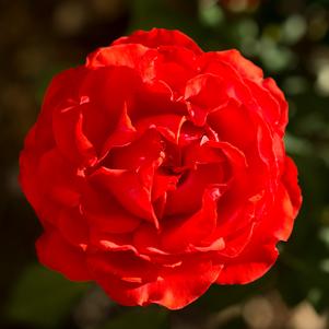 Rose True Bloom® True Passion