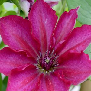 Clematis Tekla™