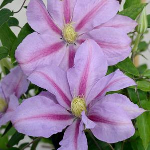 Clematis Volunteer™