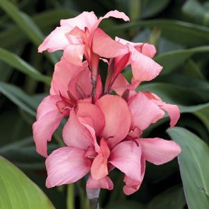 Canna Cannova® Mango