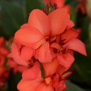 Canna Cannova® Red