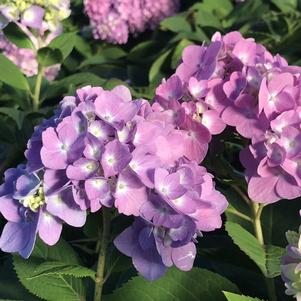 Hydrangea macrophylla Azure Skies™
