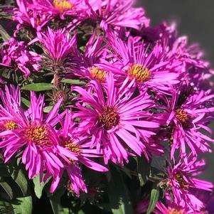 Aster novae-angliae Vibrant Dome