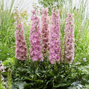 Delphinium Delgenius™ Juliette