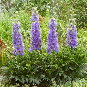 Delphinium Delgenius™ Shelby