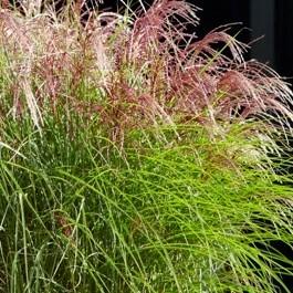 Miscanthus Red Cloud