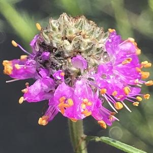 Dalea purpurea