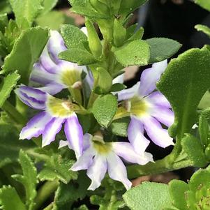 Scaevola Whirlwind® Starlight™