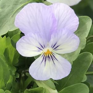 Viola Endurio Sky Blue Martien™