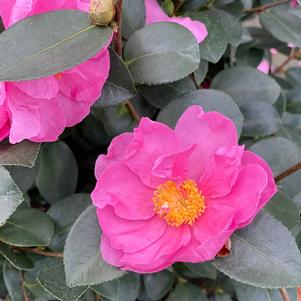 Camellia Just Chill™ Double Mauve