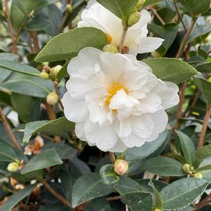 Camellia Just Chill™ Double White