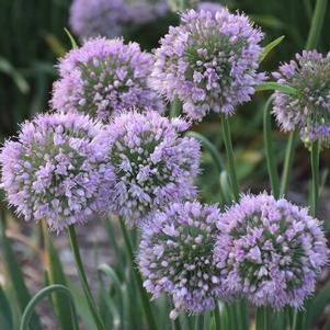 Allium Bubble Bath