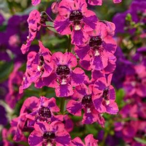 Angelonia angustifolia Guardian Angel™ Berry Sparkler