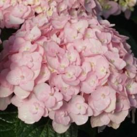 Hydrangea macrophylla Wee Bit Innocent™