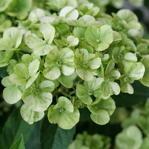 Hydrangea Fairytrail® Green