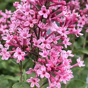 Syringa Bloomerang Ballet®