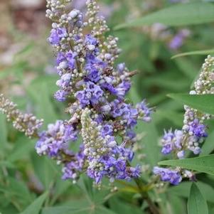 Vitex agnus-castus Chastetree Rock Steady®