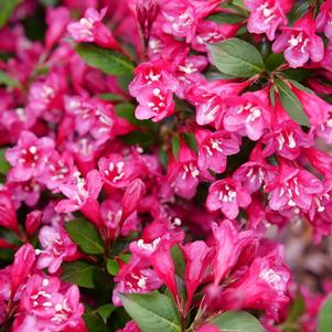 Weigela florida Sonic Bloom® Punch