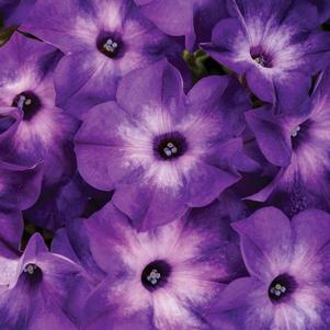 Petunia Supertunia Tiara® Blue