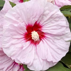 Hibiscus Summerific® 'All Eyes on Me'