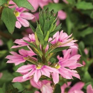 Scaevola aemula Stardiva® Pink